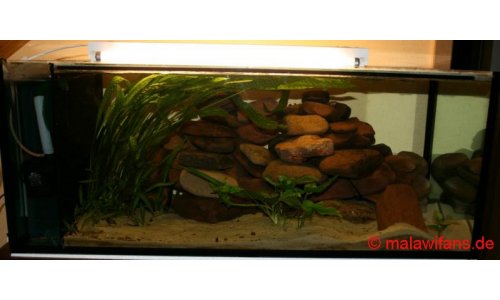 Malawi Artbecken 200l